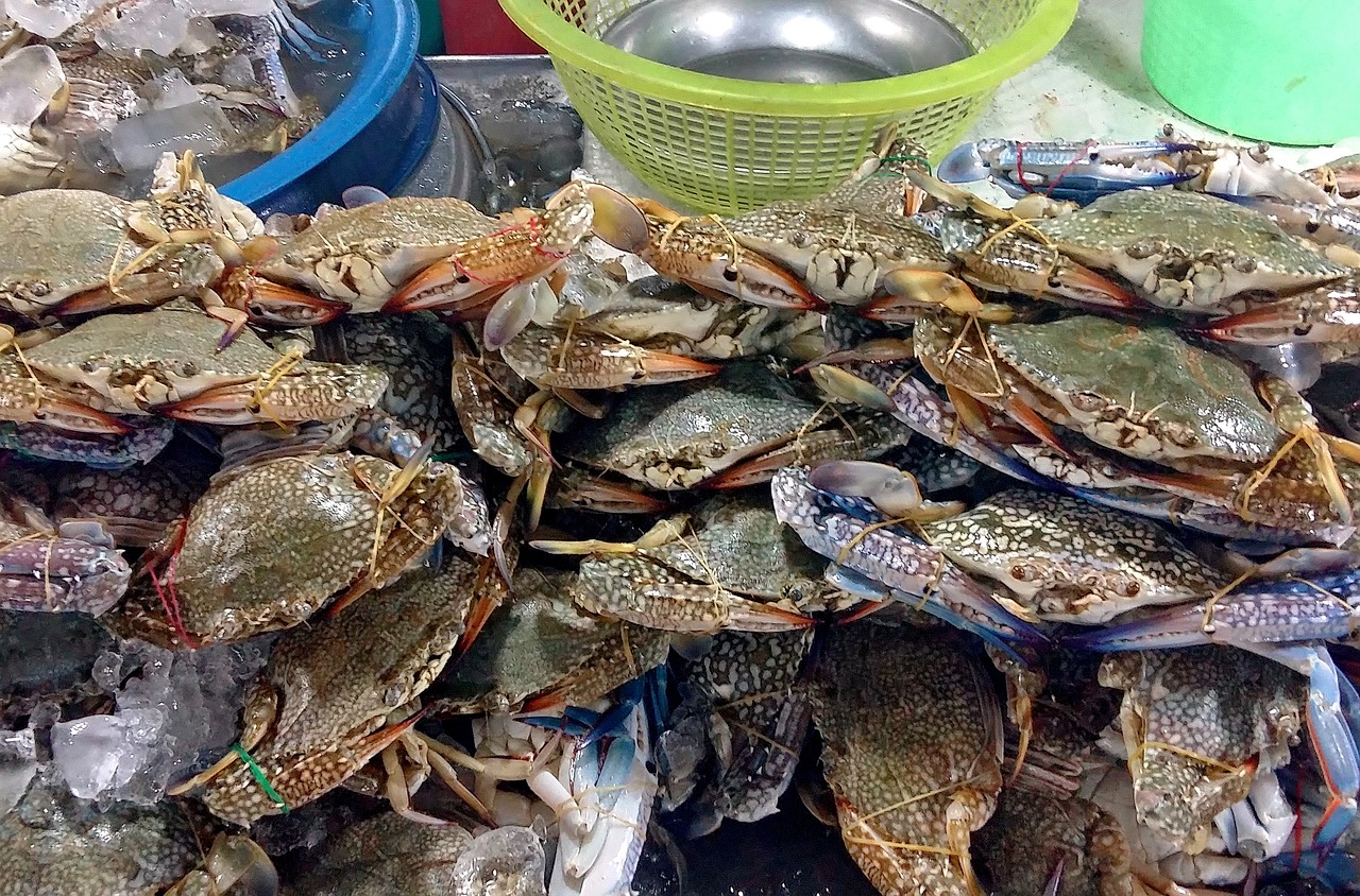 探索海洋美食的魅力与独特之处，最新海鲜贼揭秘海鲜盛宴的秘密